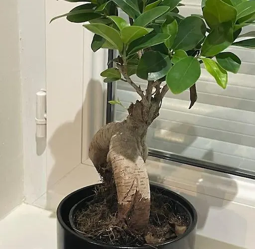 St Bruno - Studio tropiques 