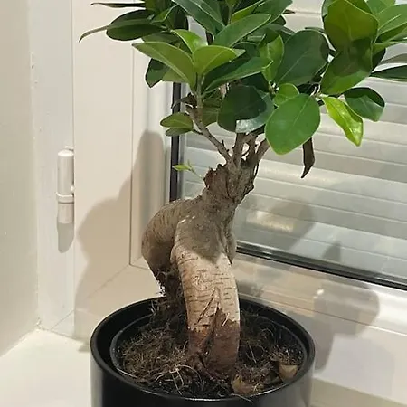 St Bruno - Studio tropiques 